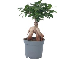 Plant in a Box - Ficus Ginseng - Japanse Bonsai Kamerplanten - Pot 12cm - Hoogte 30-40cm