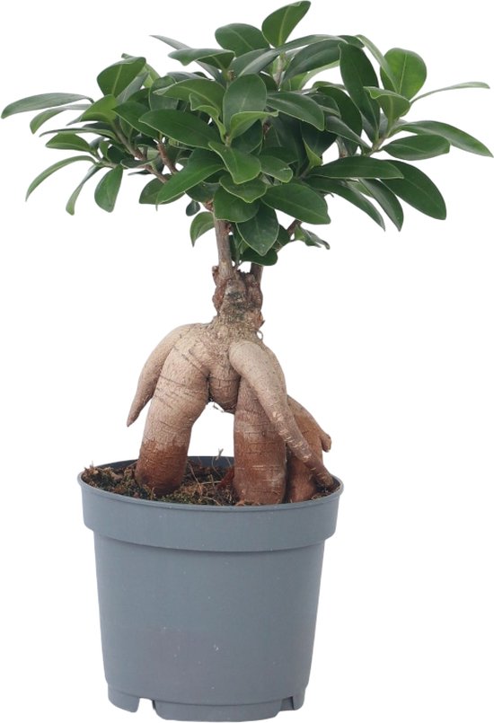 Plant in a Box - Ficus Ginseng - Japanse Bonsai Kamerplanten - Pot 12cm - Hoogte 30-40cm