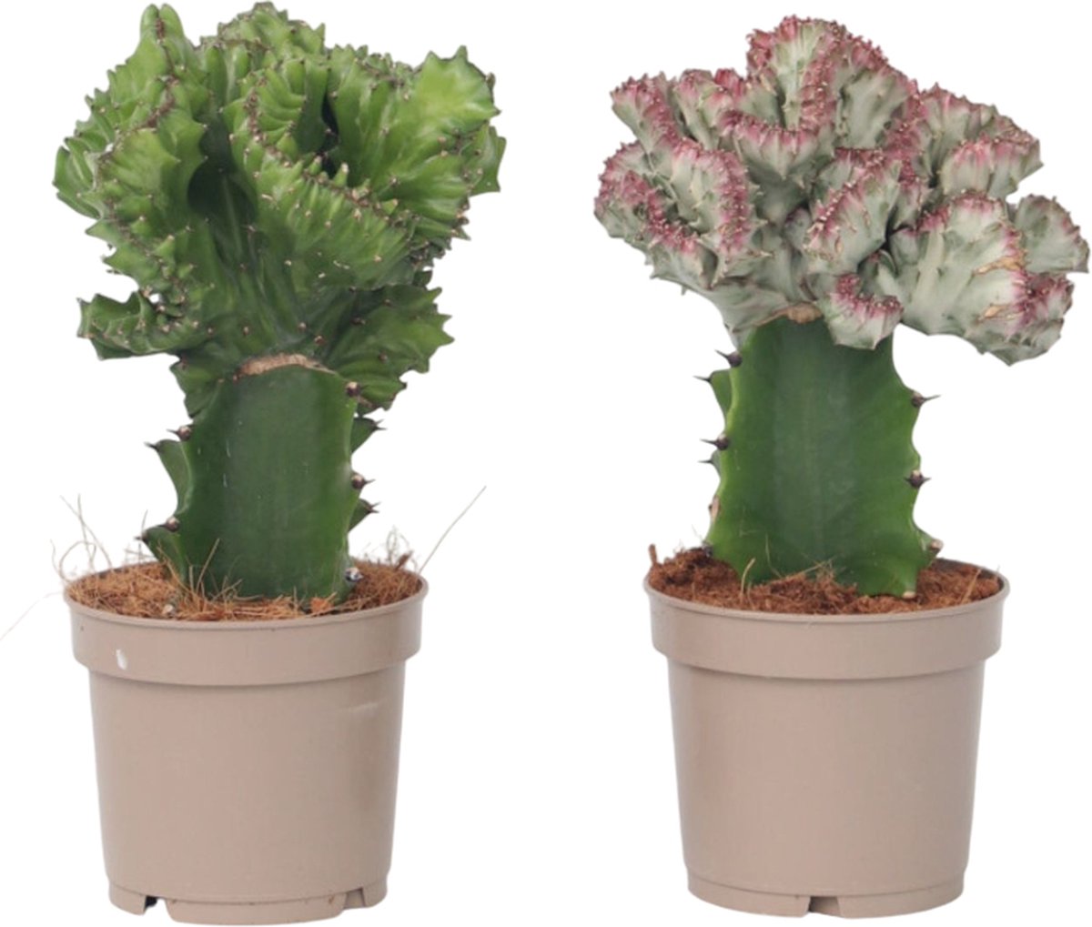 Plant in a Box - Mix van 2 - Euphorbia Lactea Cristata, Euphorbia Lactea Frankii - Vetplantenmix - Pot 12cm - Hoogte 25-30cm