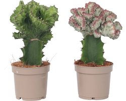 Plant in a Box - Mix van 2 - Euphorbia Lactea Cristata, Euphorbia Lactea Frankii - Vetplantenmix - Pot 12cm - Hoogte 25-30cm
