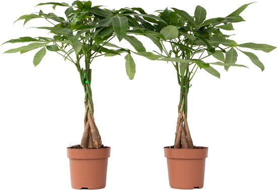 9x originele Vaderdag plant cadeaus 13 2x Pachira Aquatica - 60-70cm