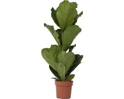 Plant in a Box - Ficus Lyrata - Vioolbladplant - Tabaksplant - Groene kamerplant - Pot 21cm - Hoogte 70-90cm
