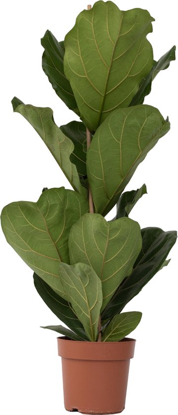 Ficus Lyrata – Vioolbladplant – Tabaksplant