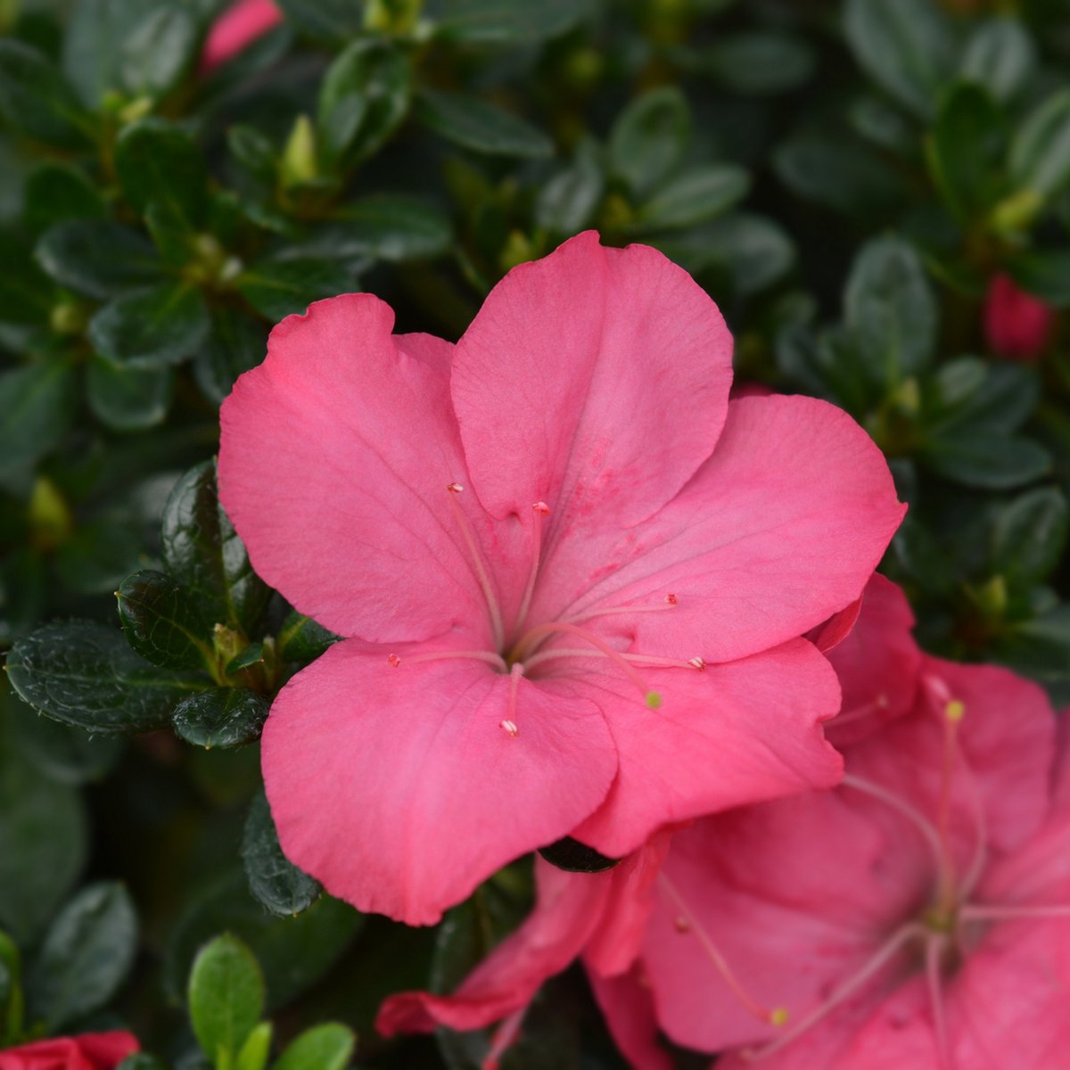 Azalée - Set de 2 - Rhododendron azalea 'Anouk' - Hauteur 25-40cm