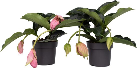 8 diervriendelijke niet giftige kamerplanten 9 Plant in a Box - 2x Medinilla Magnifica - niet giftige kamerplanten voor katten