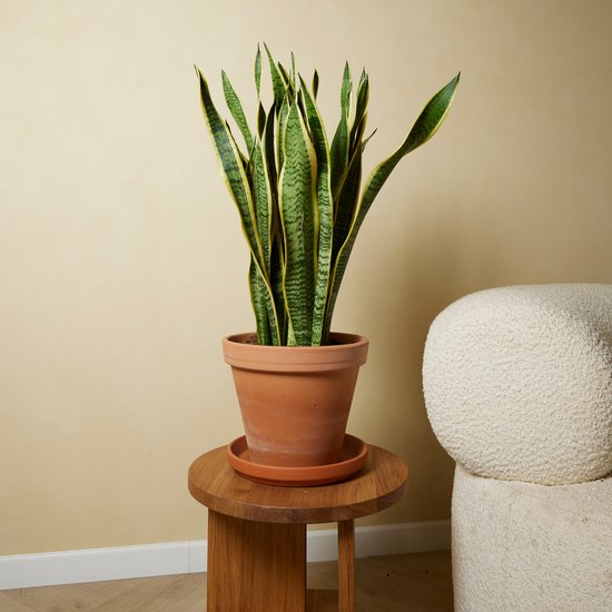 Vrouwentong (Sansevieria Laurentii) 14cm - Tuincentrum