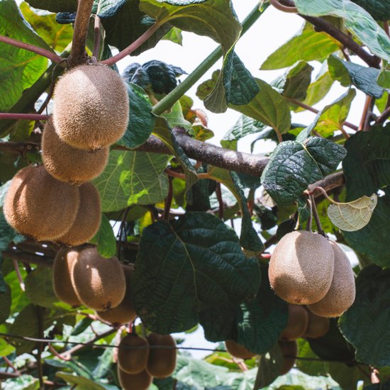Bruine, harige kiwi's hangend aan een boom met grote groene bladeren.