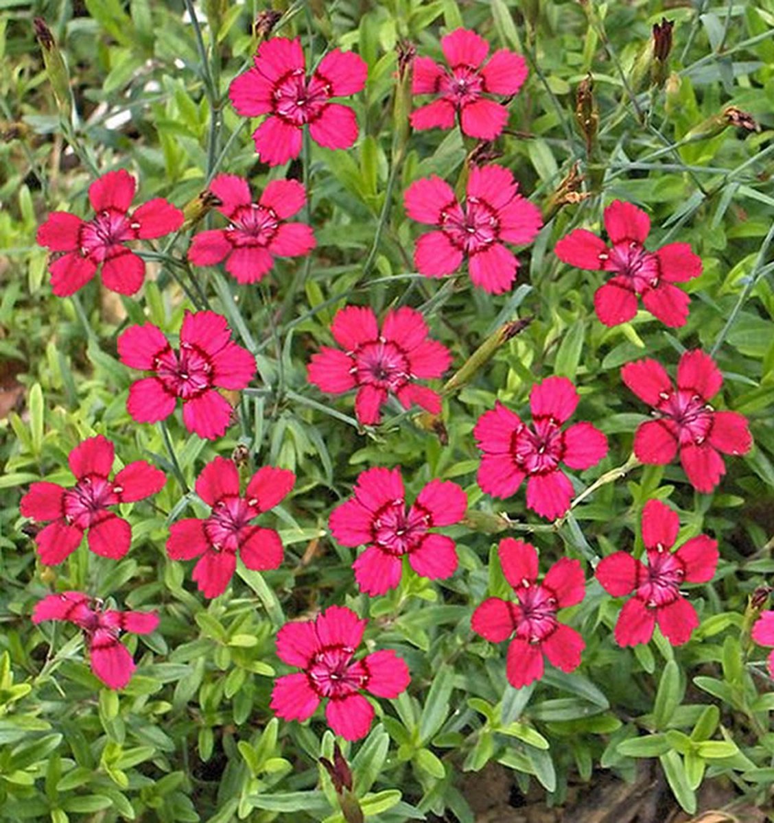 Briljante steenanjers (Dianthus deltoides Brilliant) - Rode Steenanjer Brilliant - Dianthus deltoides - Bodembedekkers - Geurend