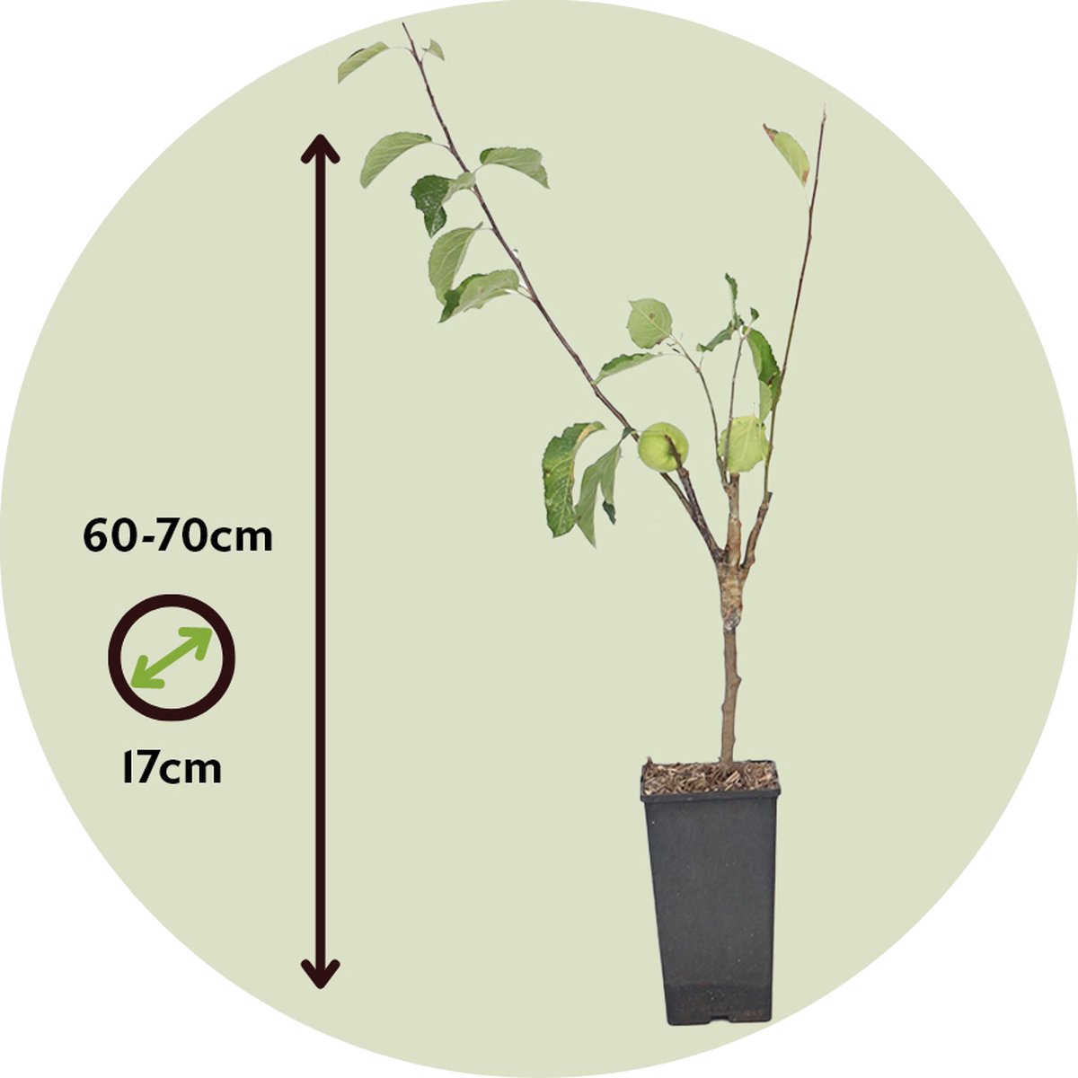 Appelboom (Malus Cox) kopen - Lekkere appel