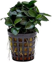 Moerings Anubias bonsai | Bonsai-Dwergspeerblad | In 5 cm pot