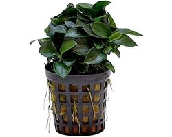 Moerings Anubias bonsai | Bonsai-Dwergspeerblad | In 5 cm pot