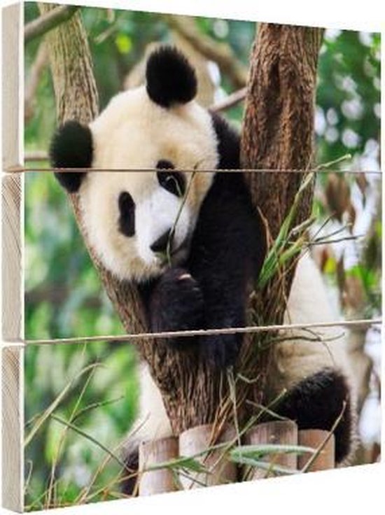 Panda op hout - 30x20 - Panda welp Hout - foto/schilderij op hout