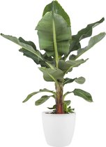 Kamerplant van Botanicly – Bananen plant incl. sierpot wit als set – Hoogte: 80 cm – Musa