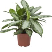 Kamerplant van Botanicly – Aglaonema Silver Bay – Hoogte: 70 cm