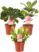 Kamerplanten van Botanicly – 3 × Luchtzuiverende mix, Clusia, Nestvaren, Philodendron – Hoogte: 30 cm – Clusia Princess, Asplenium Crispy Wave, Philodendron Atom