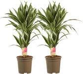 Kamerplanten van Botanicly – 2 × Drakenboom – Hoogte: 60 cm, 2 takken – Dracaena derem. White Stripe