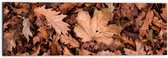 WallClassics - Dibond - Hoopje Herfstbladeren - 60x20 cm Foto op Aluminium (Wanddecoratie van metaal)