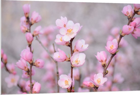 WallClassics - PVC Schuimplaat - Kleine Roze Sakura Bloem - 120x80 cm Foto op PVC Schuimplaat (Met Ophangsysteem)