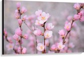 WallClassics - Canvas  - Kleine Roze Sakura Bloem - 120x80 cm Foto op Canvas Schilderij (Wanddecoratie op Canvas)