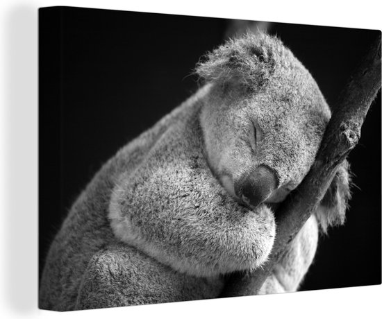 Een slapende koala Canvas 60x40 cm - Foto print op Canvas schilderij (Wanddecoratie)