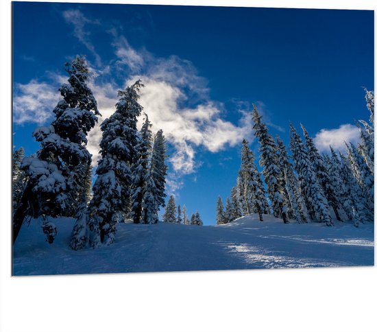 WallClassics - Dibond - Hoge Smalle Bomen in de Sneeuw met Zon - 100x75 cm Foto op Aluminium (Wanddecoratie van metaal)
