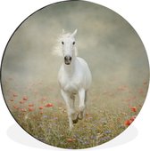 Cheval Wit galope à travers Poppy Wall Circle Aluminium ⌀ 60 cm - Tirage photo sur cercle mural / cercle vivant / cercle jardin (décoration murale)
