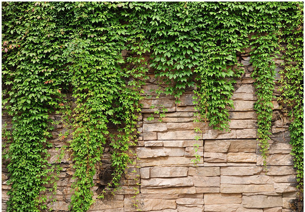 Fotobehangkoning - Behang - Vliesbehang - Fotobehang Klimop - Stenen Muur - Ivy wall - 400 x 280 cm