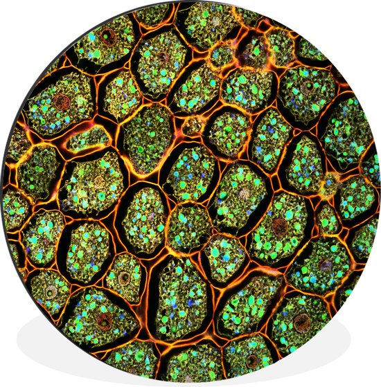 WallCircle - Wandcirkel - Muurcirkel - Cellen onder de microscoop - Aluminium - Dibond - ⌀ 60 cm - Binnen en Buiten