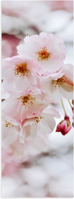 WallClassics - Poster (Matte) - Brindille Fleur Rose Clair - 40x120 cm Photo sur Papier Poster à l'Aspect Mat