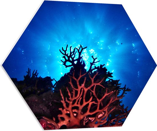 WallClassics - PVC Schuimplaat Hexagon  - Koraal op Waterbodem Onderaanzicht - 70x60.9 cm Foto op Hexagon (Met Ophangsysteem)