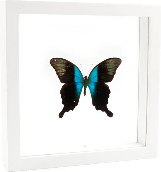 Opgezette Vlinder in Witte Lijst Dubbelglas - Papilio Peranthus