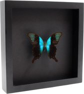 Opgezette Vlinder in Elegante Zwarte Lijst - Papilio Peranthus