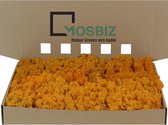 MosBiz Rendiermos Orange per 1000 gram voor decoraties en mosschilderijen