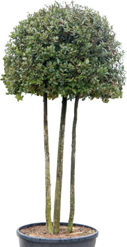 Steeneik - Quercus Ilex
