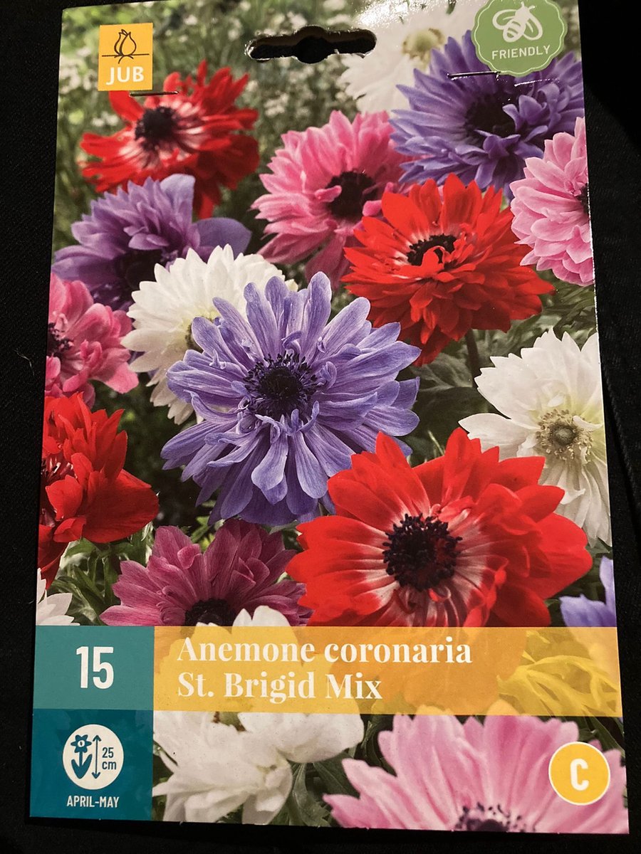 Anemone Coronaria St. Brigid Mix