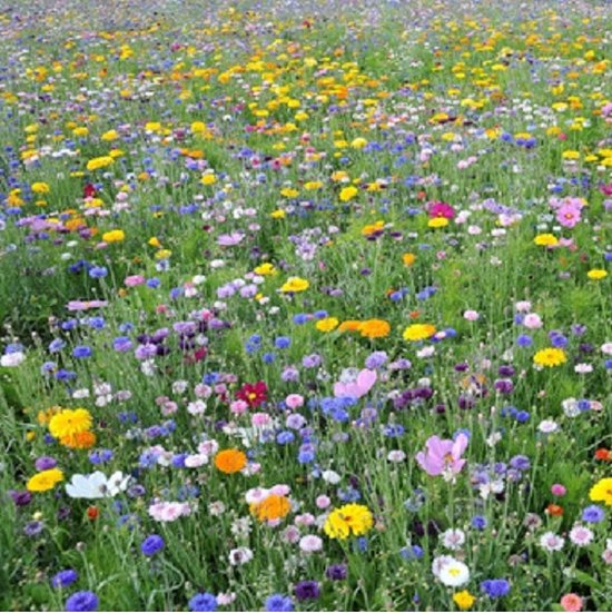 L'essentiel des fleurs : 1000 couleurs pour votre jardin - 5 sachets de graines