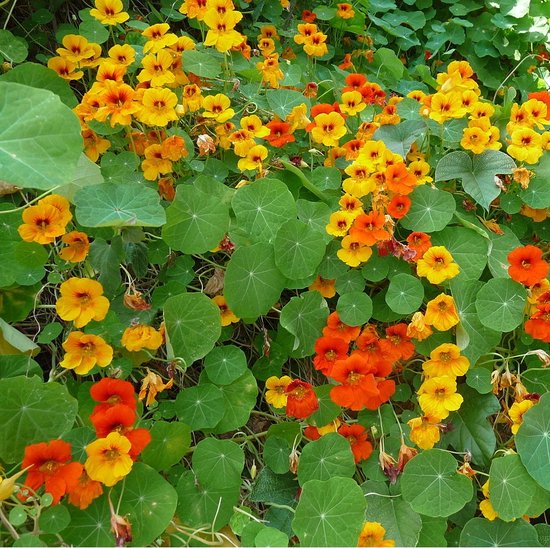 L'essentiel des fleurs : 1000 couleurs pour votre jardin - 5 sachets de graines