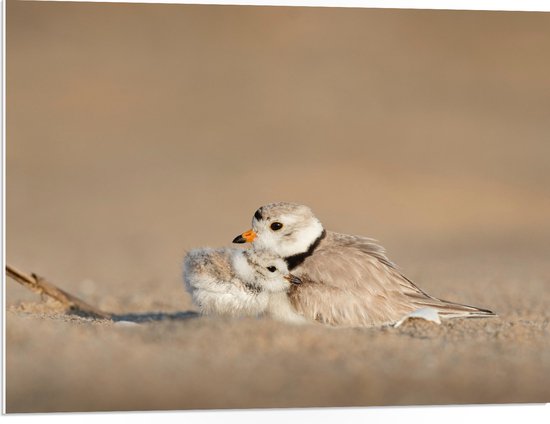 WallClassics - PVC Schuimplaat - Dwergplevier Vogeltje met Jonkie - 80x60 cm Foto op PVC Schuimplaat (Met Ophangsysteem)