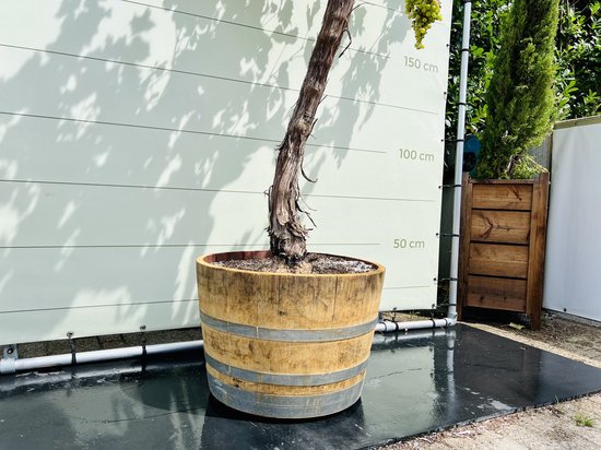 Druivenplant in een houten wijnvat, met stam en groene bladeren, tegen een witte achtergrond met maataanduiding.