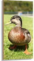 WallClassics - Hout - Eend op het Gras - 50x100 cm - 12 mm dik - Foto op Hout (Met Ophangsysteem)