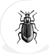 WallCircle - Wall Circle - Wall Circle Indoor - Scarabée - Animaux - Vintage - 60x60 cm - Décoration murale - Peintures Ronds