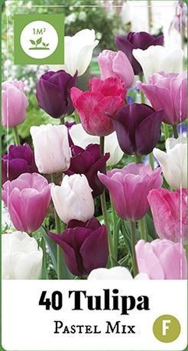 40 Gemengde Tulpenbollen - Pastel Mix - Bloembollen - Tulpen Triumph - Paars / Roze Tulpen