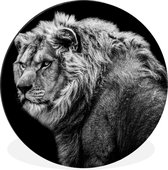 WallCircle - Cercle mural - Cercle mural - Lion - Portrait - Animaux sauvages - Zwart - Wit - Aluminium - Dibond - 30x30 cm - Intérieur et Extérieur