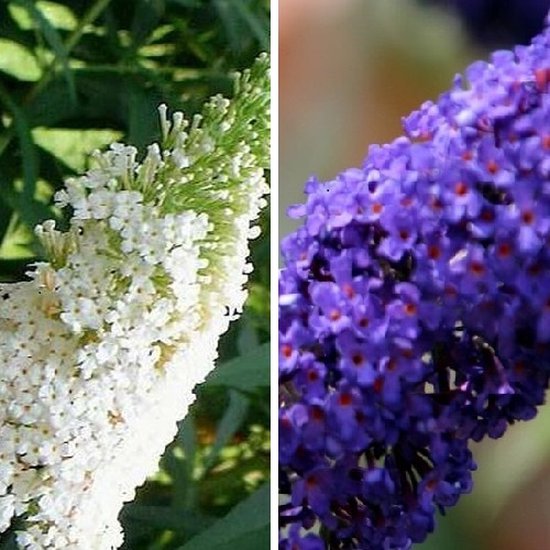 2 x Buddleja mélanger: White Profusion (blanc) + Empire Blue (bleu) : Arbuste et Rustique - attrayant pour les papillons | 2 pots de 1,5 litre