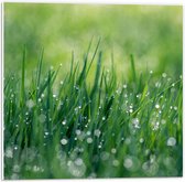 WallClassics - PVC Schuimplaat- Waterdruppels op Gras - 50x50 cm Foto op PVC Schuimplaat