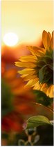 WallClassics - Poster Glossy - Tournesol de l'arrière - 30x90 cm Photo sur Papier Poster avec Finition Brillante
