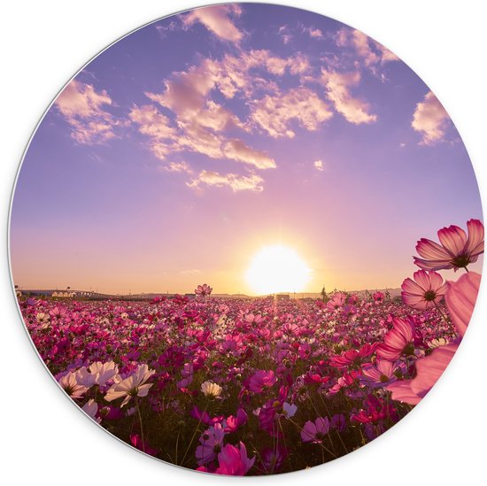 WallClassics - PVC Schuimplaat Muurcirkel - Veld Roze Bloemen met Paarse Lucht - 70x70 cm Foto op Muurcirkel (met ophangsysteem)