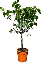 Tropictrees - Vijgenboom - Ficus Carica - Vijgen - Eetbaar - Donkere Vijg - Hoogte ca. 150cm