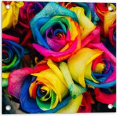 WallClassics - Tuinposter – Regenboog Rozen - 50x50 cm Foto op Tuinposter  (wanddecoratie voor buiten en binnen)