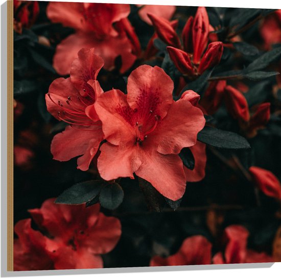 WallClassics - Hout - Rode Bloem met Groen Blad - 80x80 cm - 12 mm dik - Foto op Hout (Met Ophangsysteem)